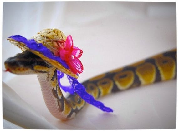 Vamers - Ermahgerd - Forget Snakes on a Plane, It Is All About Snakes Wearing Hats - Colourful Beach Hat Snake