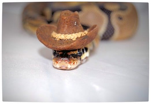 Vamers - Ermahgerd - Forget Snakes on a Plane, It Is All About Snakes Wearing Hats - Cowboy Hat Snake