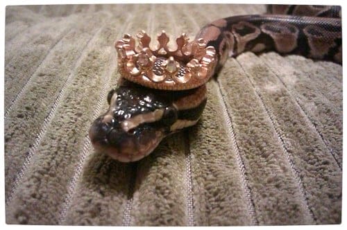 Vamers - Ermahgerd - Forget Snakes on a Plane, It Is All About Snakes Wearing Hats - Crowned Snake