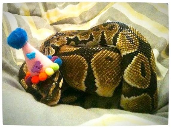 Vamers - Ermahgerd - Forget Snakes on a Plane, It Is All About Snakes Wearing Hats - Party Hat Snake