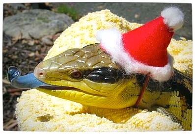 Vamers - Ermahgerd - Forget Snakes on a Plane, It Is All About Snakes Wearing Hats - Santa Hat Snake