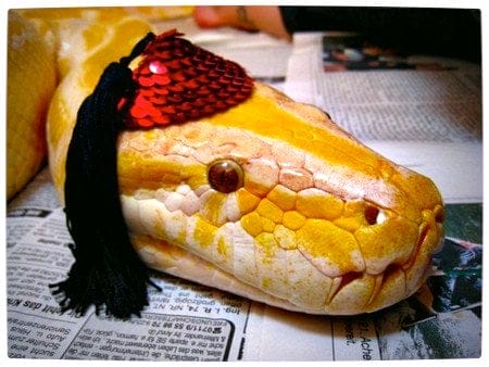 Vamers - Ermahgerd - Forget Snakes on a Plane, It Is All About Snakes Wearing Hats - Sequenned Fedora Snake