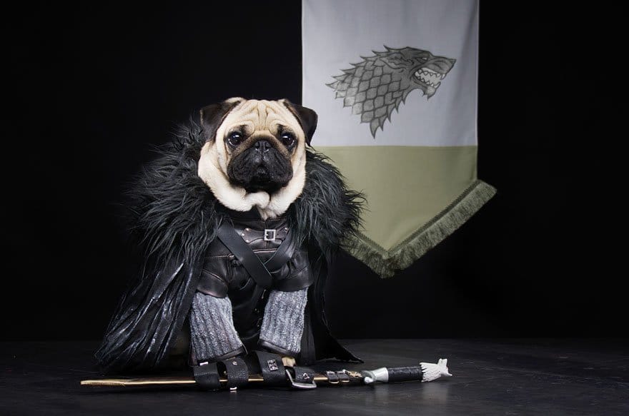 Vamers - Geekosphere - Mash-Up - The Pugs of Westeros star in A Game of Bones Dinner is Coming - Jon Snow