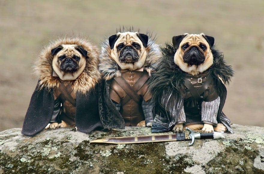 Vamers - Geekosphere - Mash-Up - The Pugs of Westeros star in A Game of Bones Dinner is Coming - Rob Stark, Ned Stark and Jon Snow